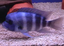 Image result for Yngelfoder