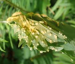 Attēlu rezultāti vaicājumam “Puccinia urticata”