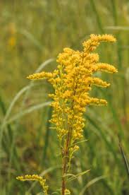 Attēlu rezultāti vaicājumam “Solidago canadensis”