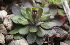 Attēlu rezultāti vaicājumam “Erophila verna”