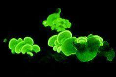 Attēlu rezultāti vaicājumam “Panellus stipticus”