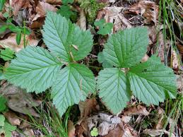Attēlu rezultāti vaicājumam “Rubus saxatilis”