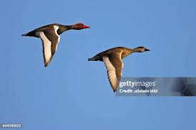 Image result for Netta rufina