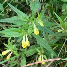 Attēlu rezultāti vaicājumam “Melampyrum pratense bud”