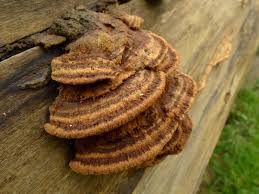 Attēlu rezultāti vaicājumam “Coriolopsis trogii”