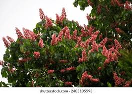 Attēlu rezultāti vaicājumam “Aesculus x hybrida flower”