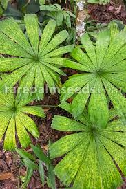 Attēlu rezultāti vaicājumam “Licea pusilla macro”