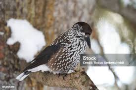 Attēlu rezultāti vaicājumam “Nucifraga caryocatactes”