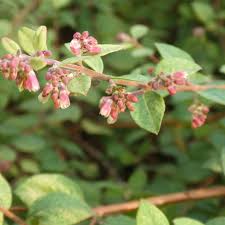 Attēlu rezultāti vaicājumam “Symphoricarpos x chenaultii”