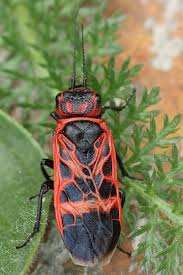Attēlu rezultāti vaicājumam “Caenolyda reticulata”