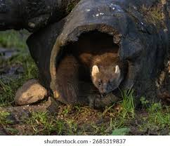 Attēlu rezultāti vaicājumam “Martes martes”