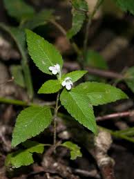 Attēlu rezultāti vaicājumam “Galeopsis speciosa leaf”