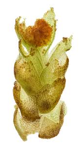 Attēlu rezultāti vaicājumam “Isopaches bicrenatus”