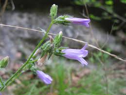 Image result for Campanula formanekiana