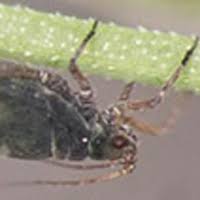 Attēlu rezultāti vaicājumam “Rhopalosiphum oxyacanthae”