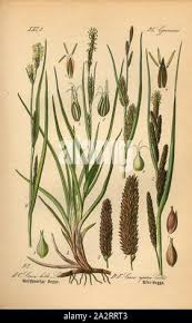 Attēlu rezultāti vaicājumam “Carex hirta”