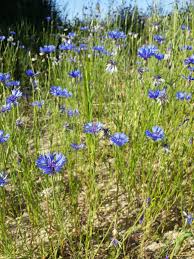 Attēlu rezultāti vaicājumam “Cyanus segetum”