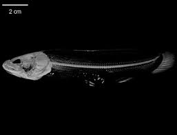 Image result for Amia calva