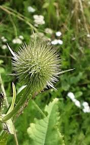 Image result for Dipsacus laciniatus