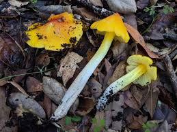 Attēlu rezultāti vaicājumam “Hygrocybe acutoconica”