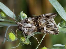 Attēlu rezultāti vaicājumam “Calophasia lunula larva”