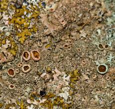 Attēlu rezultāti vaicājumam “Calicium adspersum”