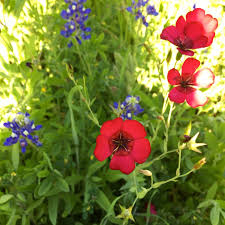 Image result for Phlox drummondii