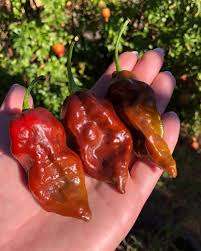 Afbeeldingsresultaat voor naga jolokia hot pepper