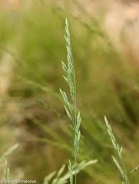 Attēlu rezultāti vaicājumam “Festuca psammophila”