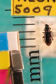 Attēlu rezultāti vaicājumam “Tachyta nana”