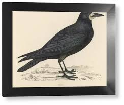 Attēlu rezultāti vaicājumam “Corvus frugilegus”