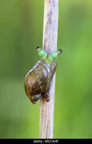 Attēlu rezultāti vaicājumam “Leucochloridium paradoxum larva”