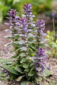 Attēlu rezultāti vaicājumam “Ajuga genevensis flower”