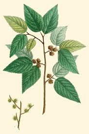 Attēlu rezultāti vaicājumam “Subularia aquatica leaf”