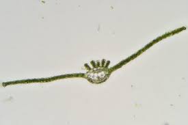 Attēlu rezultāti vaicājumam “Atrichum undulatum sporophyte”