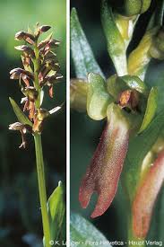 Attēlu rezultāti vaicājumam “Coeloglossum viride leaf”