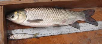 Image result for Ctenopharyngodon idella