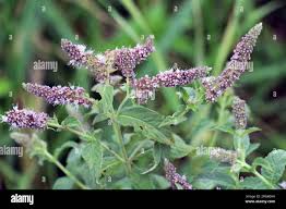 Attēlu rezultāti vaicājumam “Mentha longifolia”