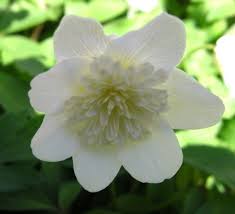 Attēlu rezultāti vaicājumam “Anemone ranunculoides bud”