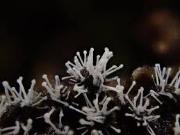 Attēlu rezultāti vaicājumam “Enerthenema papillatum stalked”