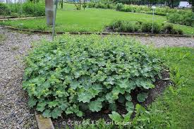 Attēlu rezultāti vaicājumam “Alchemilla vulgaris aggr. bud”