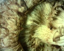 Attēlu rezultāti vaicājumam “Pholiota squarrosa”