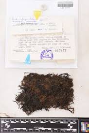 Attēlu rezultāti vaicājumam “Drepanocladus trifarius”