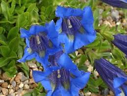 Attēlu rezultāti vaicājumam “Gentiana pneumonanthe flower”