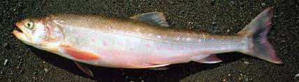 Image result for Salvelinus alpinus taranetzi