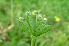 Attēlu rezultāti vaicājumam “Galium aparine fruit”