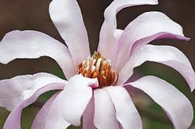 Attēlu rezultāti vaicājumam “Magnolia x loebneri”