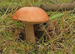 Attēlu rezultāti vaicājumam “Leccinum versipelle”