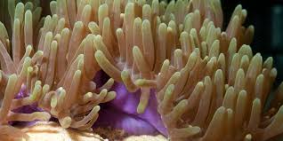 Image result for sea Anemone