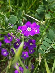 Image result for Legousia speculum-veneris